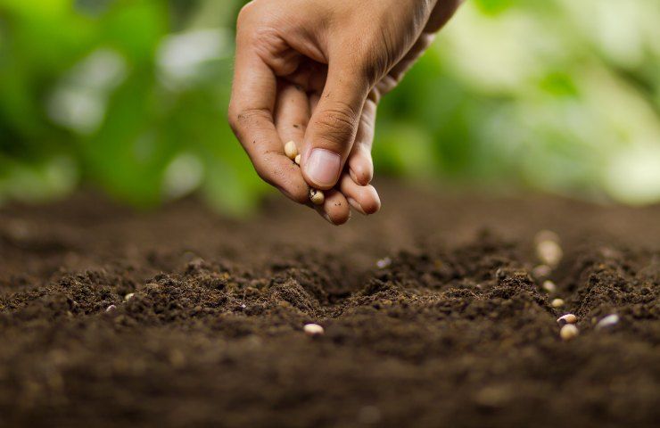 terreno agricolo usucapione