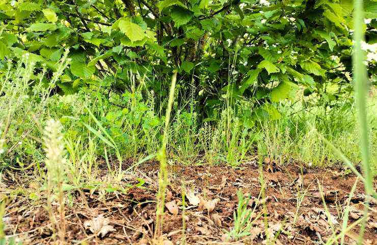 come scoprire se in giardino ci sono i tartufi