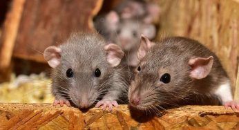 Topi in casa: se controlli qui sicuramente li troverai