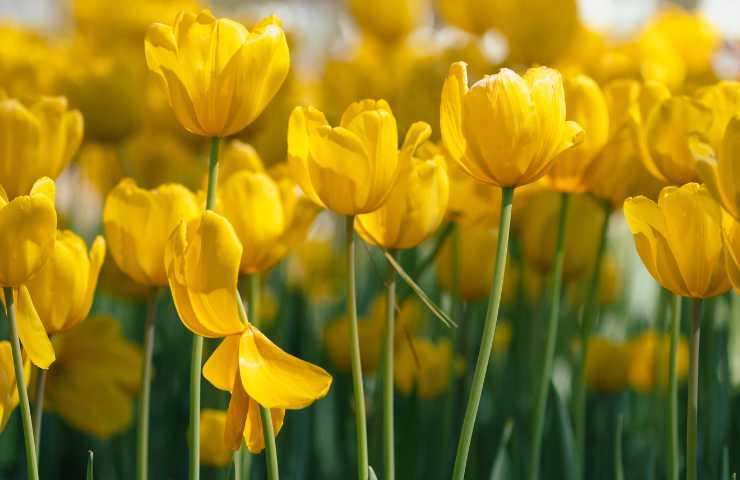 piante velenose per gatti i tulipani 