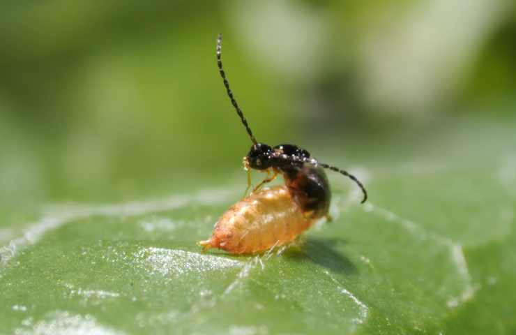 contrastare le drosophila suzukii