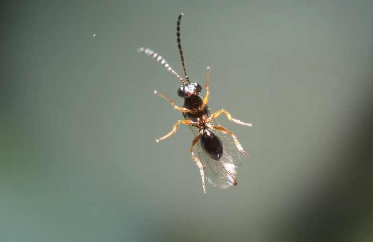 che insetto è la ganaspis brasiliensis