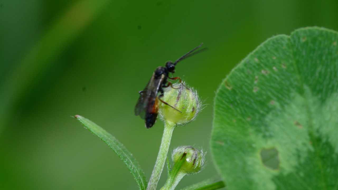 la vespa parassita che mangia i moscerini