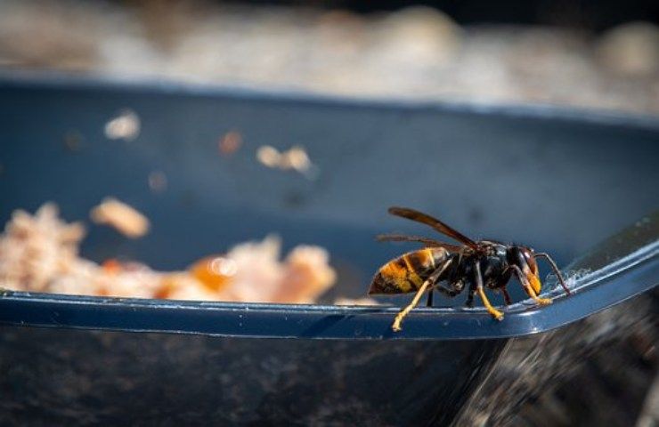 vespe e api come evitarle in balcone