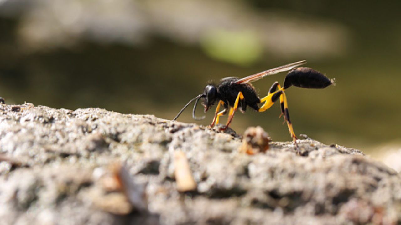 vespa velutina pericoli