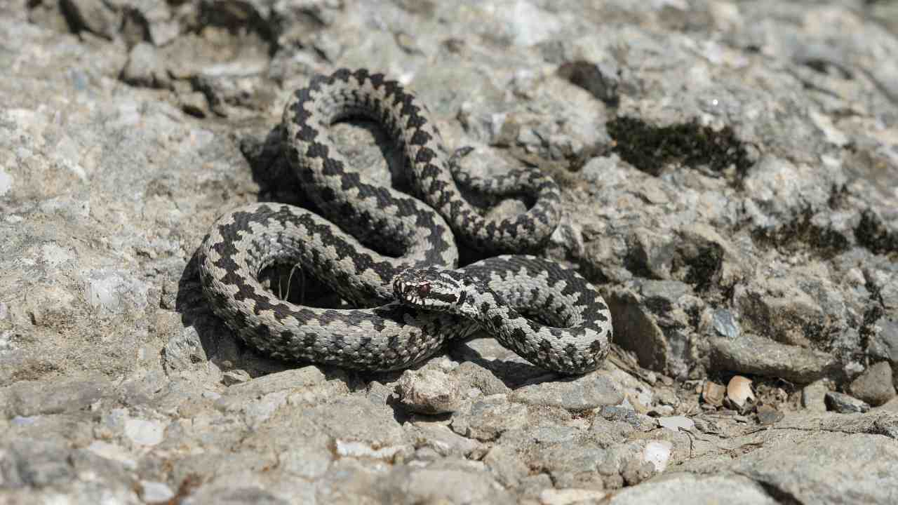 vipera giardino cane salva