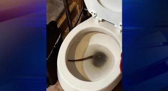 Sbuca all’improvviso dal Wc: “Ero paralizzato!” – FOTO