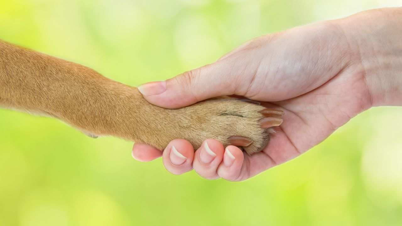 immagini cane abbandonato strada salvato