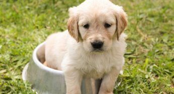 Adotta un cane e non pagherai la Tari: l’iniziativa del Comune italiano