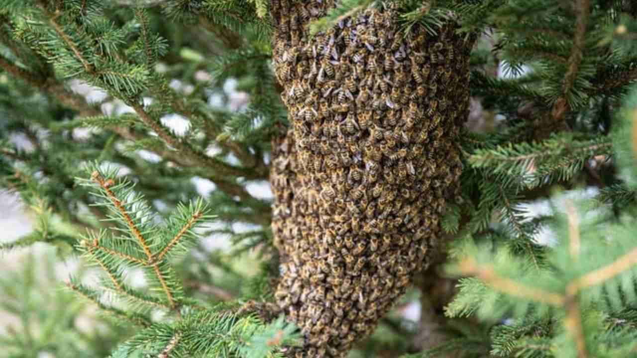 Cosa fanno le api