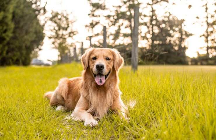 Golden Retriever gioca e stringe peluche 