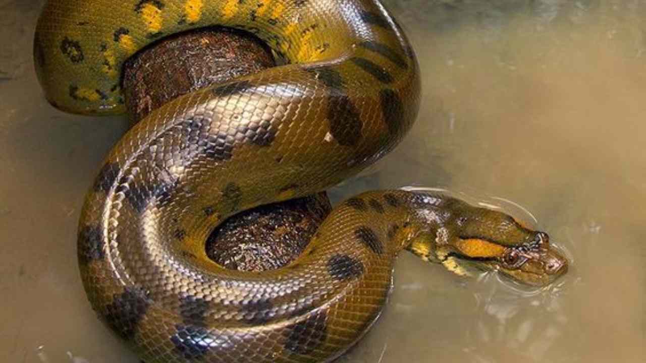 anaconda quanto pesa