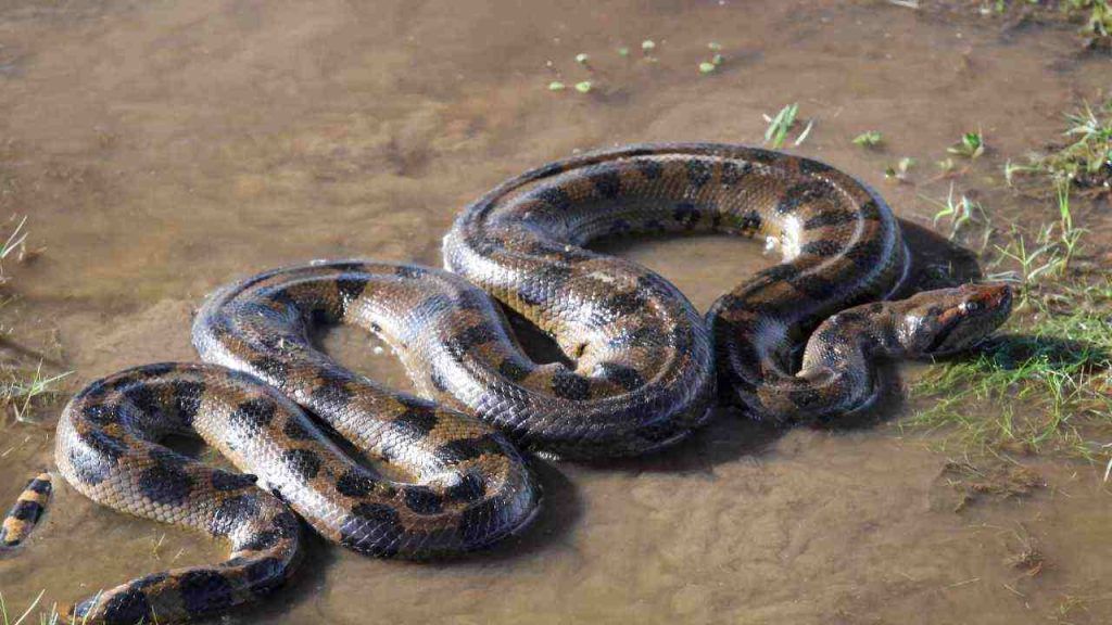 Collana in argento maglia serpente 1mm lunghezza 45 cm