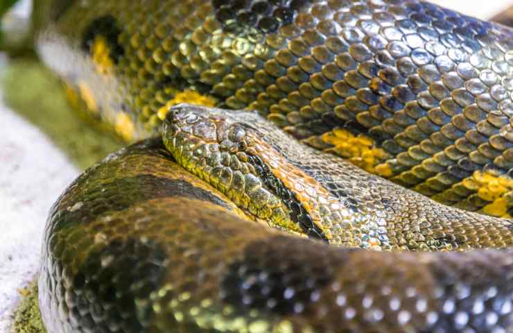 Lotta serpente coccodrillo filmato Yotube