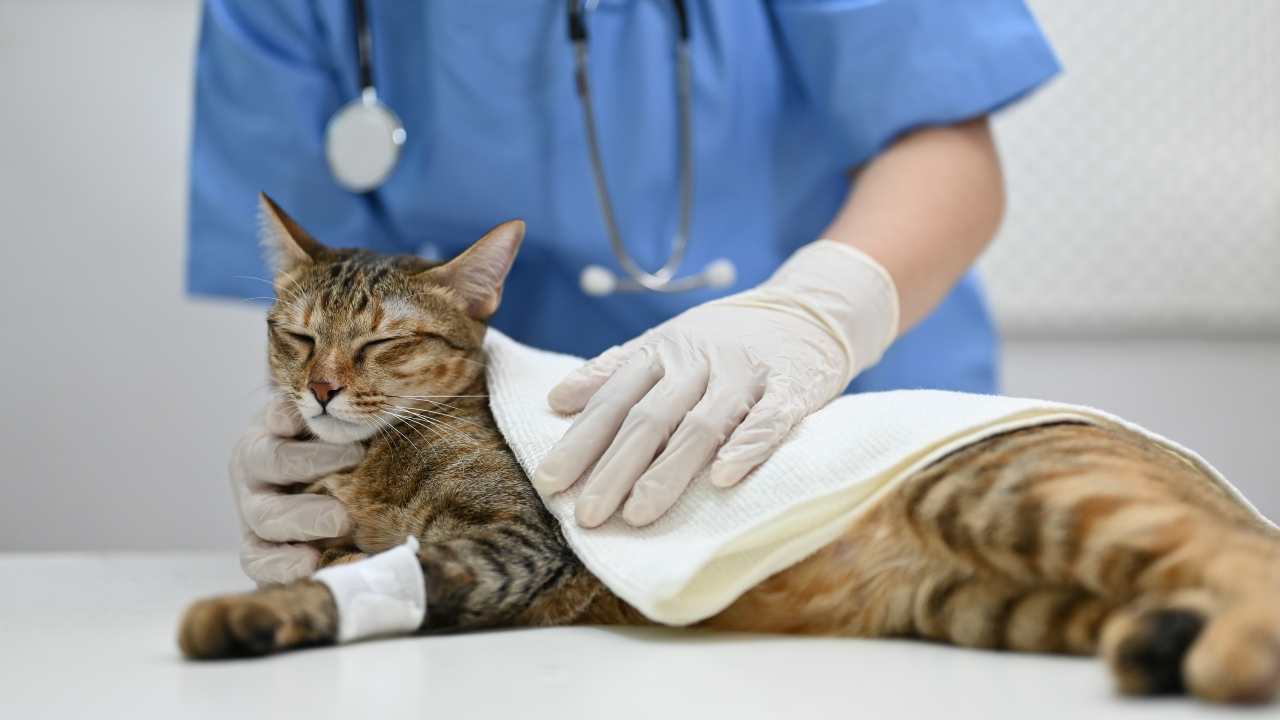 animale ferito veterinario