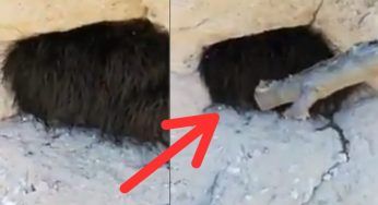 Salta dalla paura non appena tocca gli “strani capelli” nella roccia – VIDEO