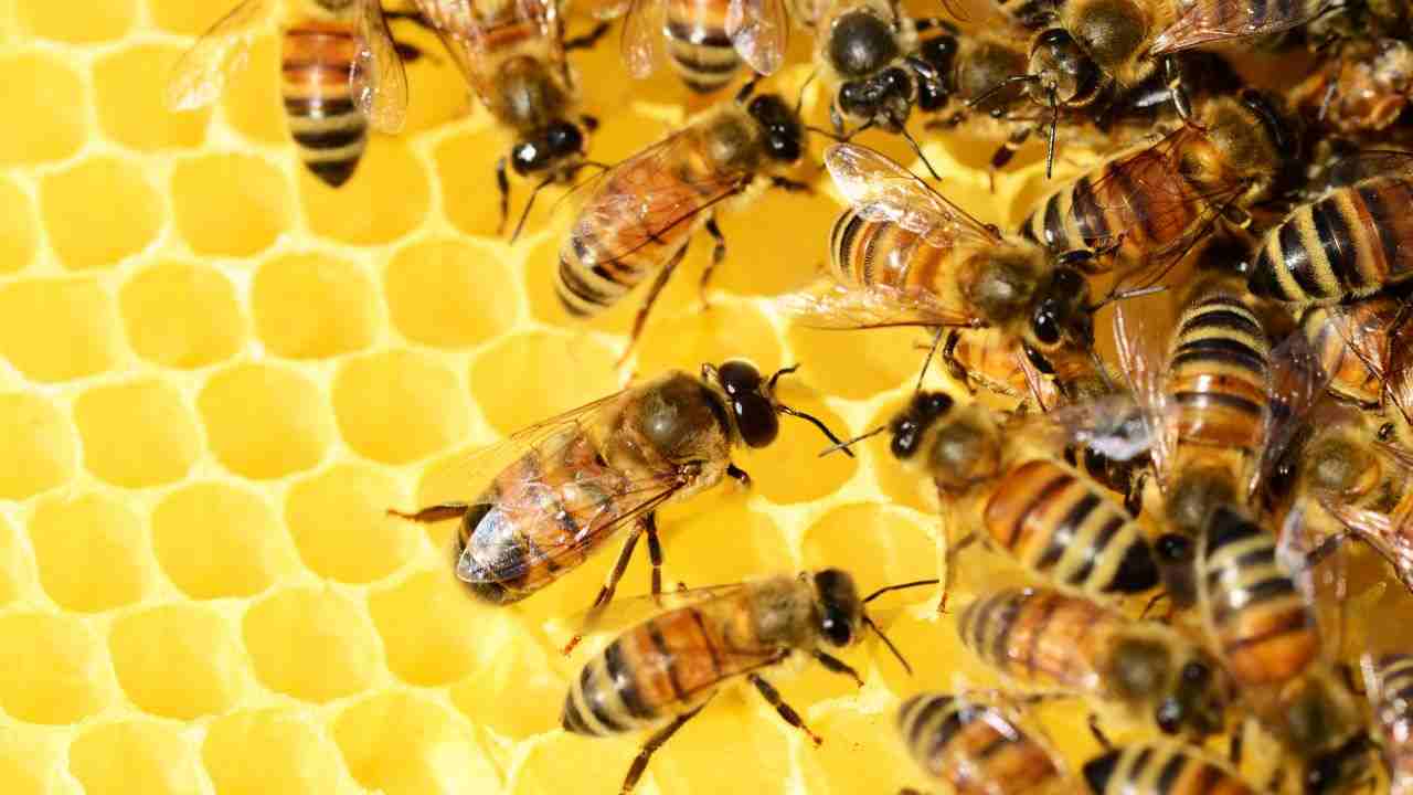 incontro api uomo soluzione 