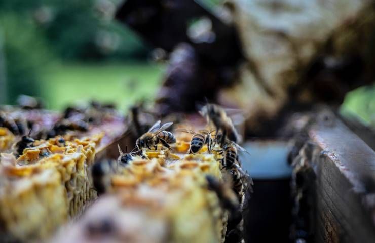 Europa toglie terra agricoltori ripristino biodiversità ecosistemi