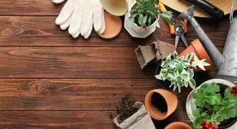 Profuma casa e la rinfresca: la pianta da acquistare