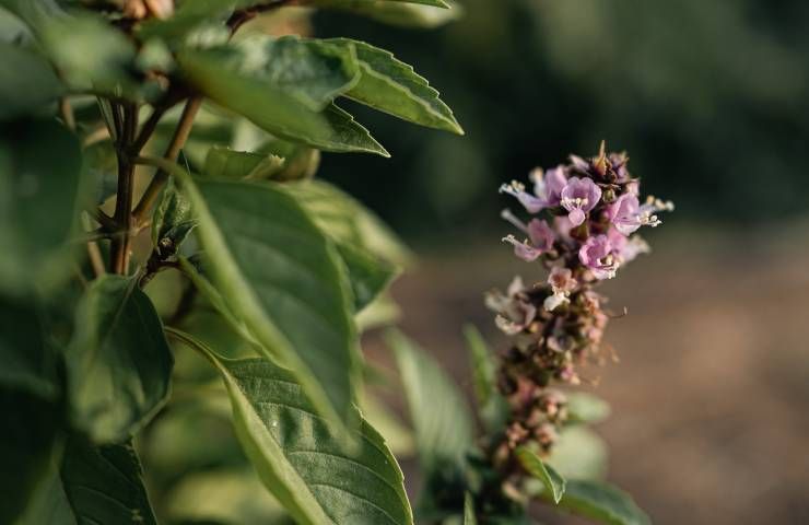 Perché rimuovere fiori bianchi basilico tolgono energia pianta