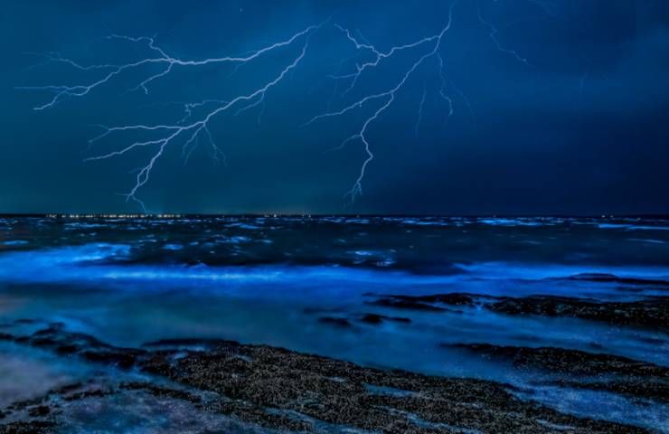 Fenomeni sorprendenti natura bioluminescenza alghe funghi