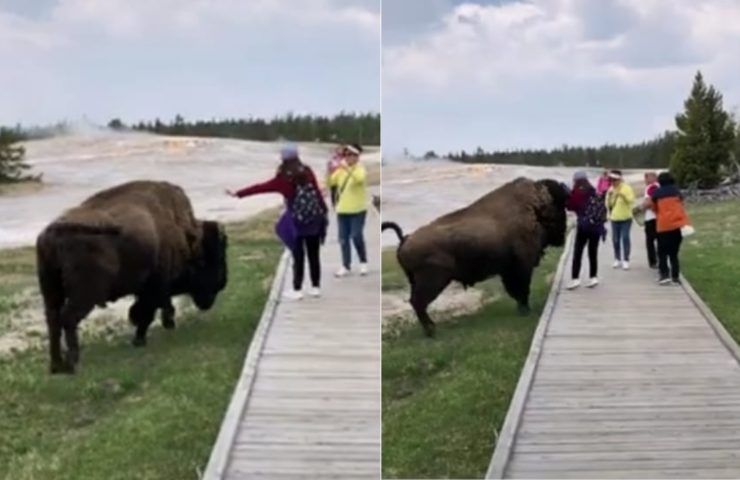 video bisonte