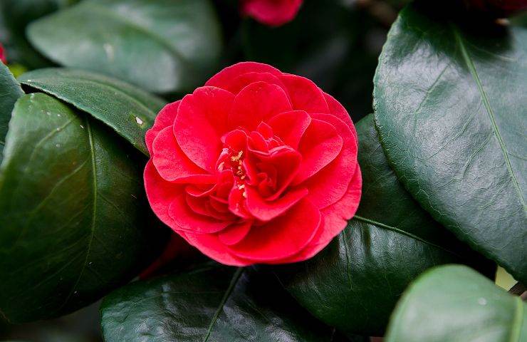 spazi verdi camelia giapponese cura