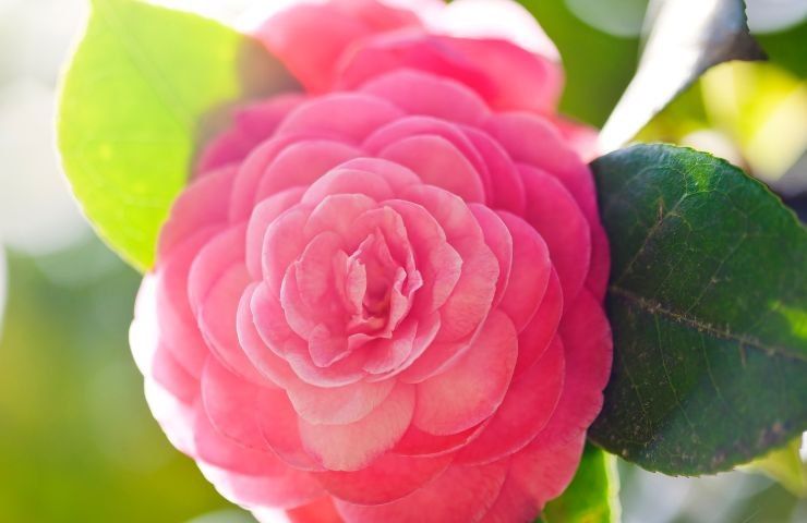 camelia giapponese balcone poca luce