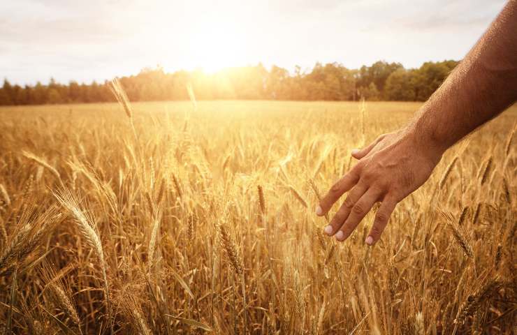 grano quando si semina