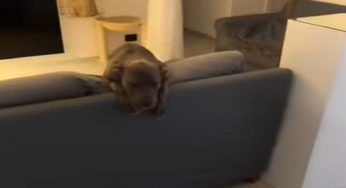 Lasciano a casa per la prima volta il loro cucciolo: al ritorno un disastro – VIDEO