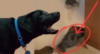 Il cane abbaia al muro nella nuova casa: quello che trovano li fa scappare via – VIDEO