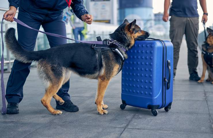 cani aeroporto