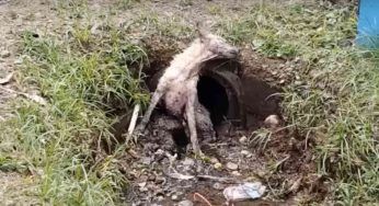 Cade in una fogna e rischia di annegare: non riesce a smettere di piangere – VIDEO