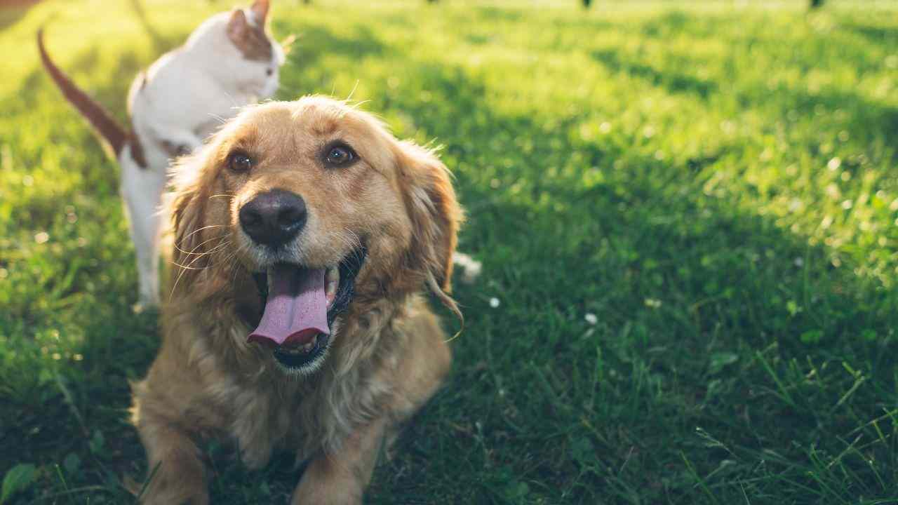 disturbi del sonno e animali domestici 