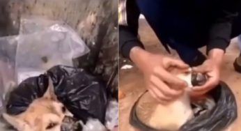 La crudeltà umana non ha limiti: cane imbavagliato e legato con lo scotch. Immagini orribili – VIDEO