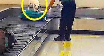 In aeroporto il cane non smette di abbaiare alla valigia: da denuncia quello che trovano all’interno