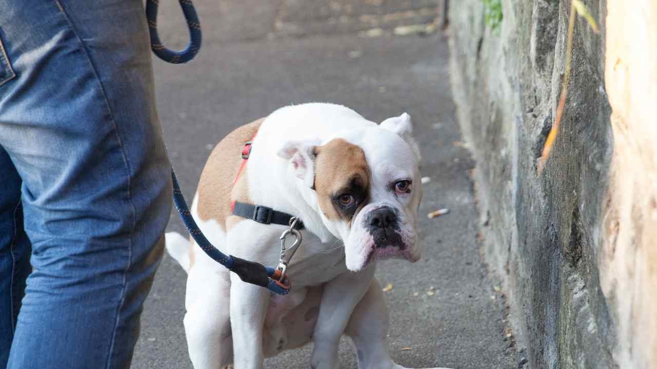 Raccogliere feci cane motivi