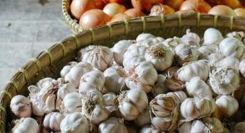 Cipolla o scalogno: le differenze per coltivarle e in cucina