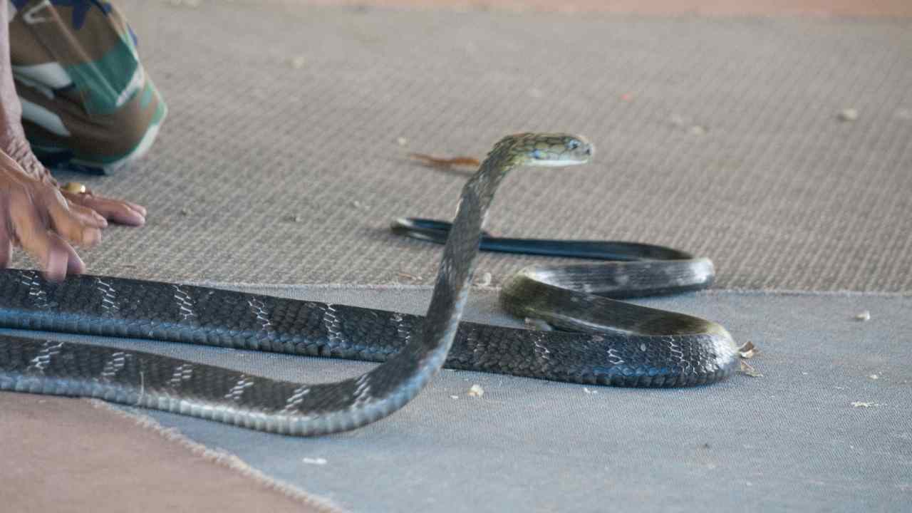 Cobra reale filmato catturato