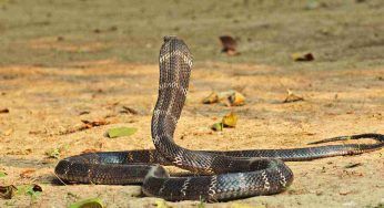 Incontro ravvicinato tra un ragazzo e un cobra reale: il VIDEO ossessiona gli utenti