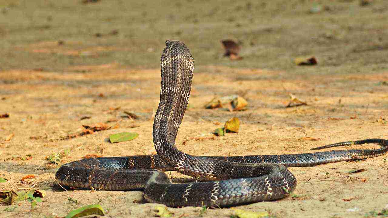 The indian cobra is a black, brown, white or yellow snake. кобра мп3. индийская кобра внешний вид. индийская кобра папа индийской кобры. The indian cobra is a very.