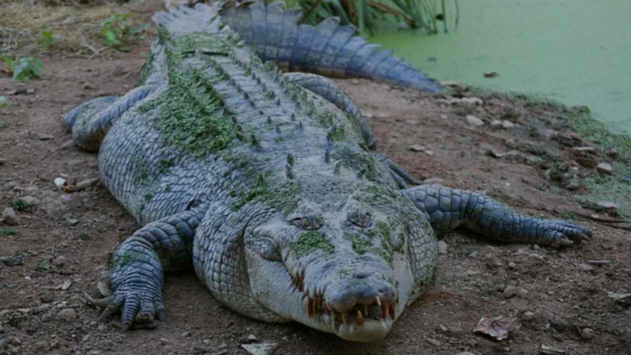 quanto pesa un coccodrillo 