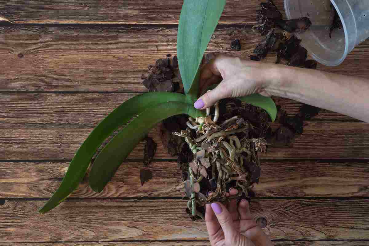 Cosa fare quando le radici delle orchidee sono secche