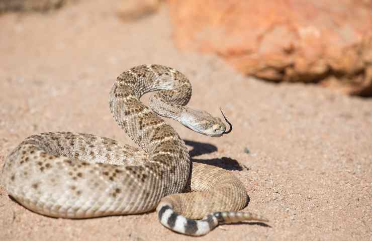 Serpente sonagli catturato