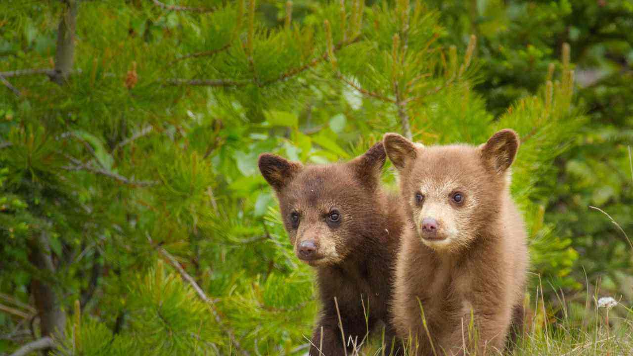 Cuccioli orso mamma video