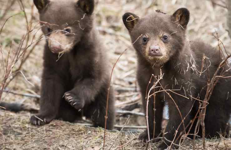 Mamma orso staccionata cuccioli