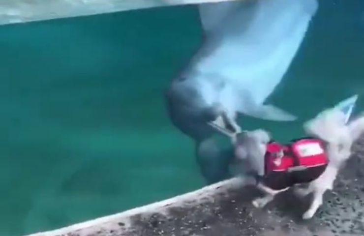 video virali delfini