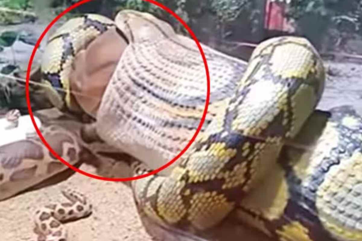 Divorato vivo da un'anaconda: ma è possibile? 