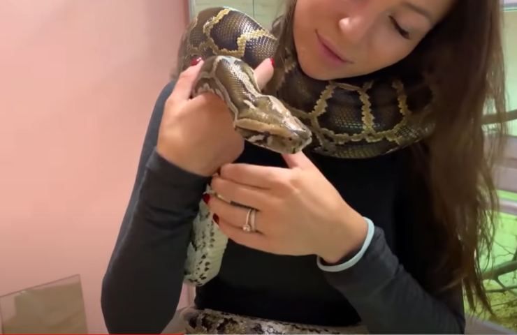 i serpenti sono pericolosi? 