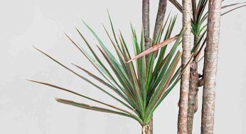 Dracena Marginata, puoi riprodurla all’infinito: come